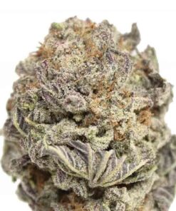 Black Gas Mask x Lavender Strain Germany