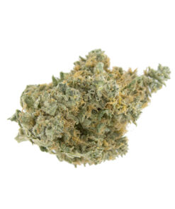 Master Kush Weed Strain Germany