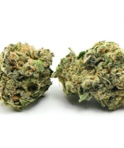 Tom Ford Pink Kush Marijuana Strain Germany