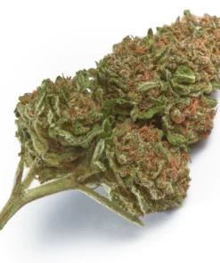 Wabanaki Weed Strain Germany