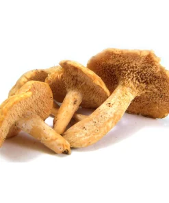 HEDGEHOG DRIED MUSHROOM Germany