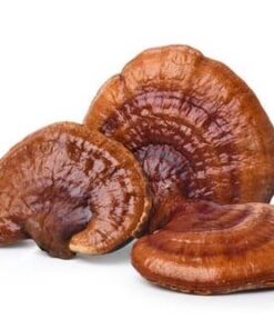 REISHI DRIED MUSHROOMS Germany
